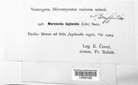 Ophiognomonia leptostyla image